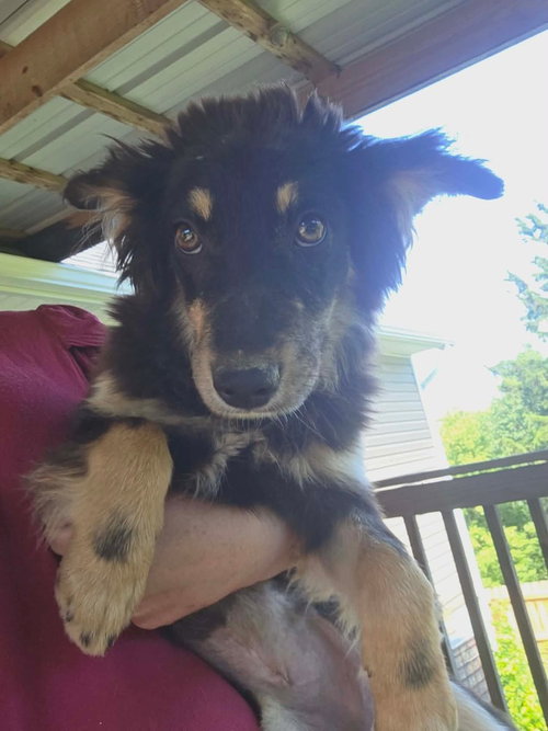 Sheltie Squad : Elizabeth