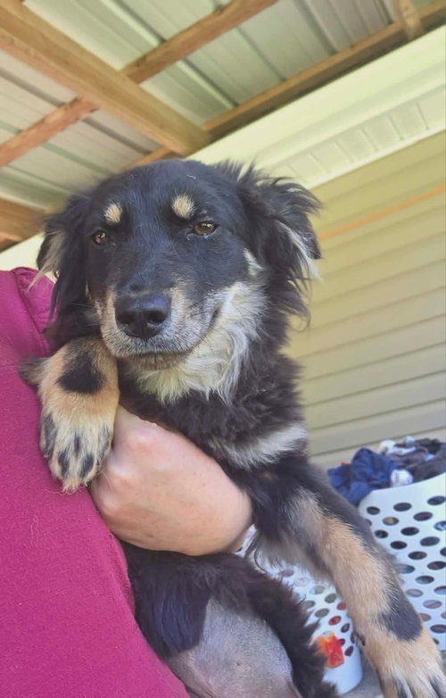 Sheltie Squad : Octavia