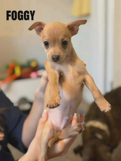 Forecast for Cute : Foggy