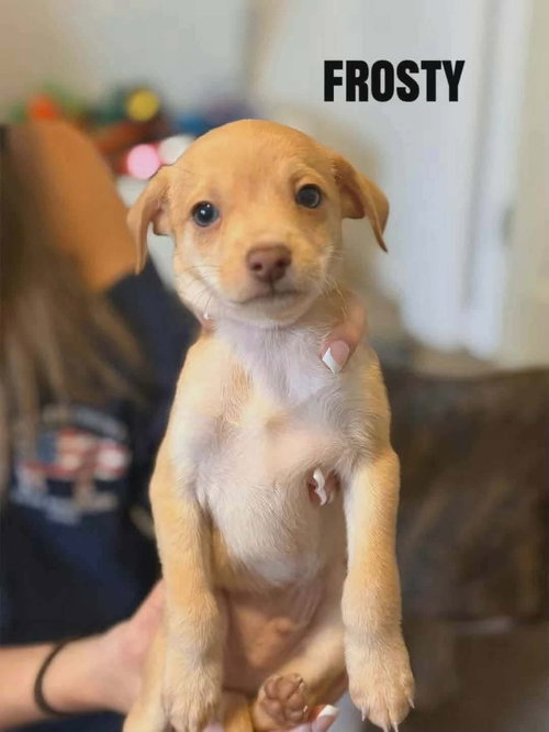 Forecast for Cute : Frosty
