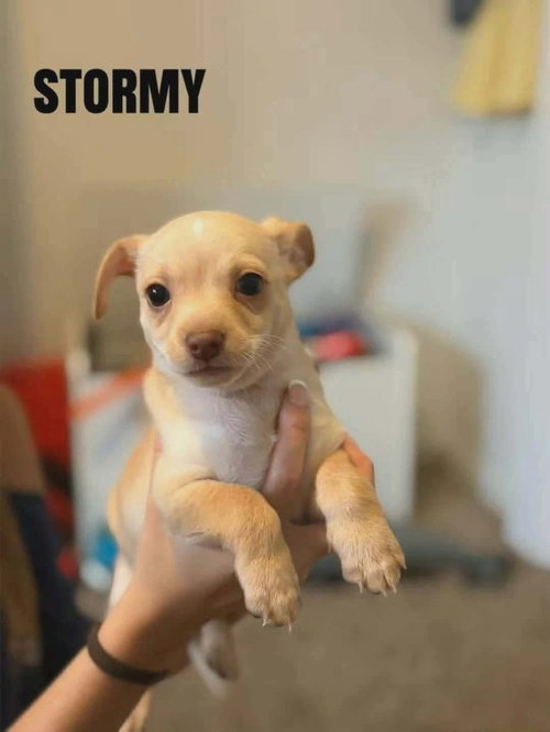 Forecast for Cute : Stormy