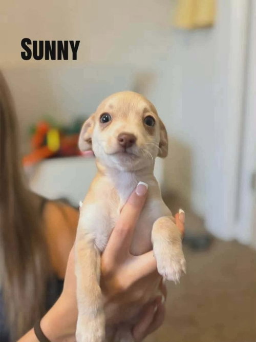 Forecast for Cute : Sunny