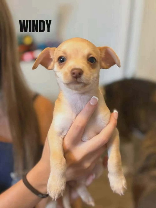 Forecast for Cute : Windy