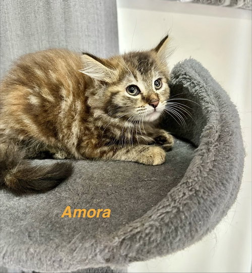Metamora Kitties : Amora