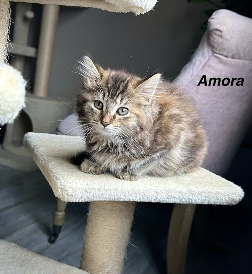 Metamora Kitties : Amora, an adoptable Domestic Long Hair in Aurora, IN