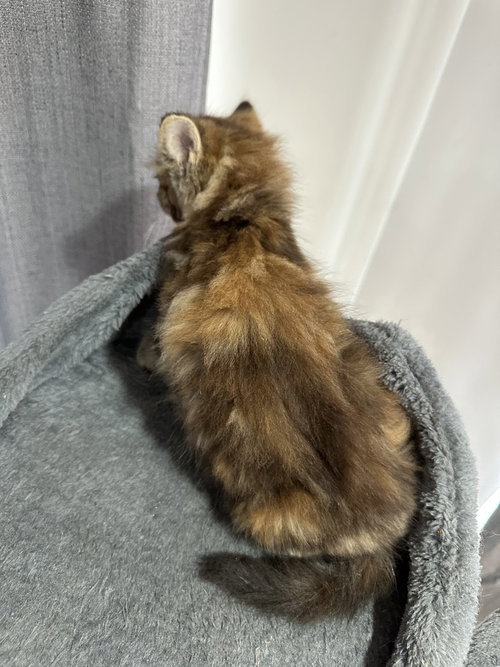 Metamora Kitties photo 3