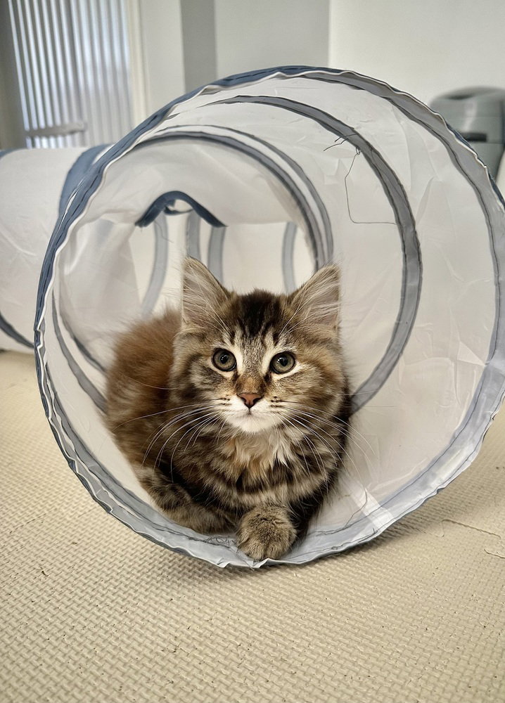 Metamora Kitties : Amora, photo 2