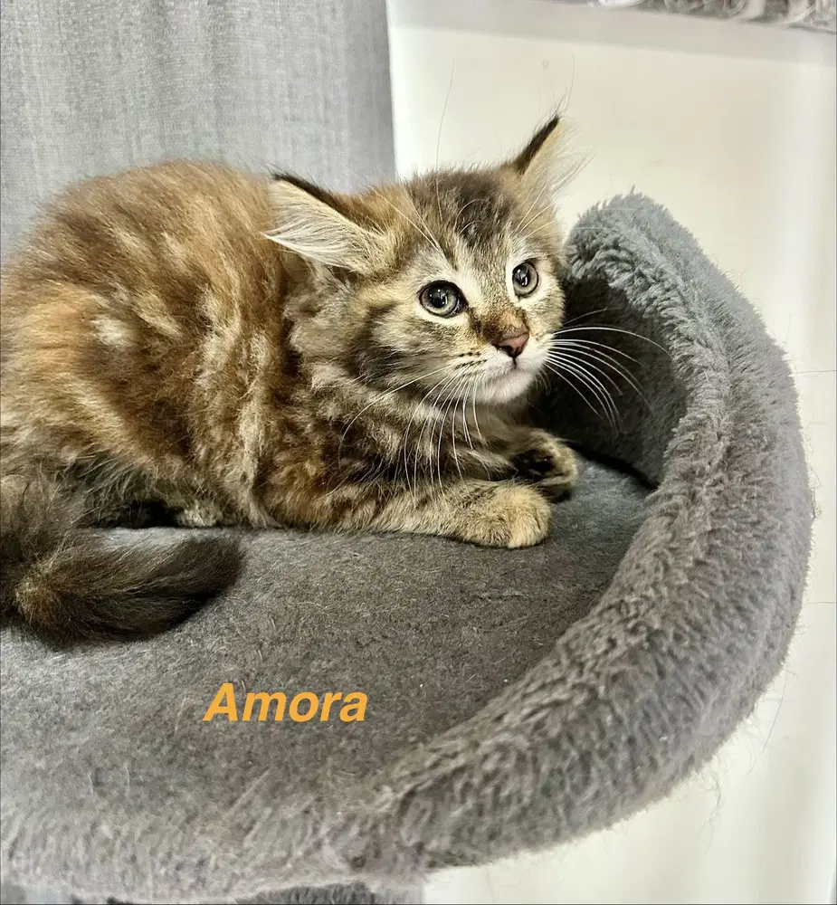 Metamora Kitties  Amora image 4