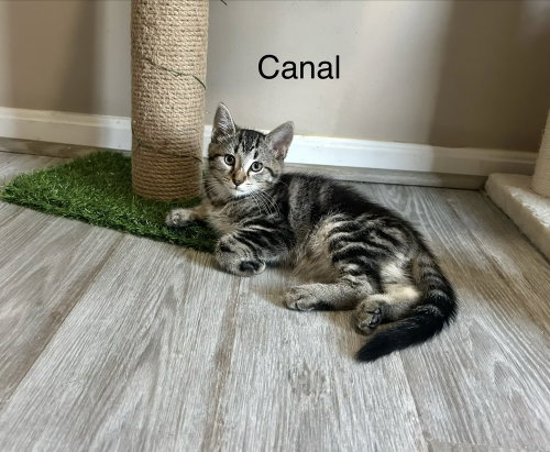 Metamora Kitties : Canal, Baby Domestic Short Hair (short coat), cat for adoption in Middletown, Ohio