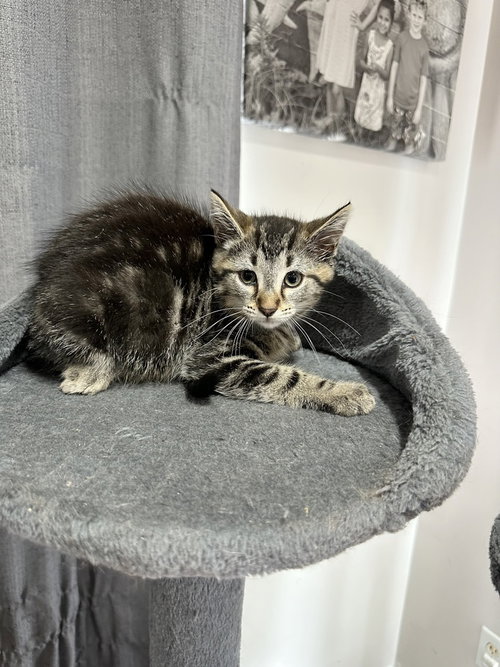 Metamora Kitties photo 4