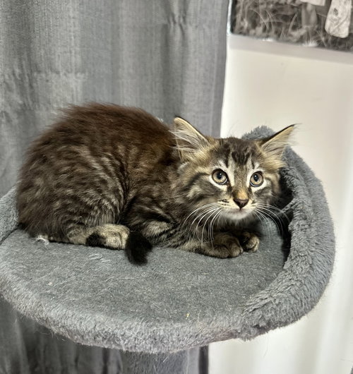 Metamora Kitties : Franklin