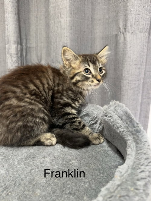 Metamora Kitties : Franklin, Baby Domestic Medium Hair / Domestic Short Hair (long coat), cat for adoption in Middletown, Ohio