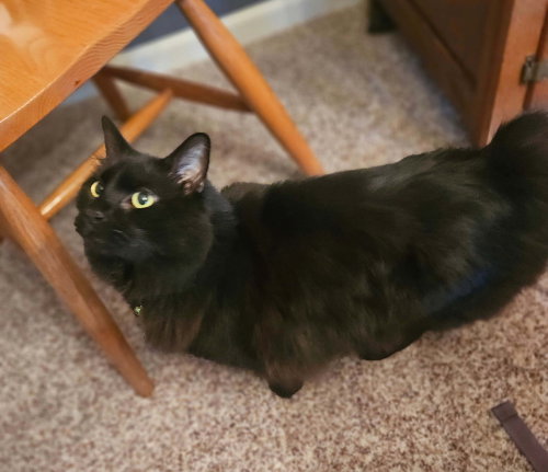 Satchmo Kitty