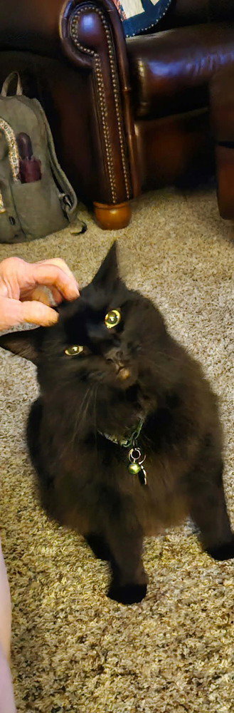 Satchmo Kitty photo 2