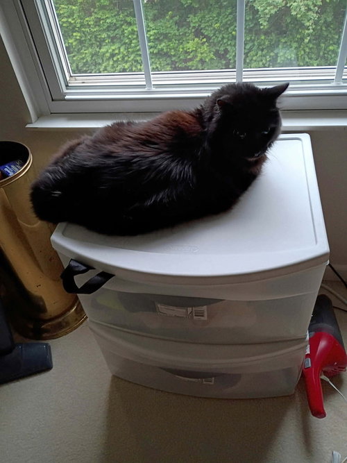 Satchmo Kitty photo 3