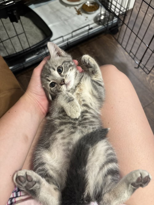 Dudleys : Loki
