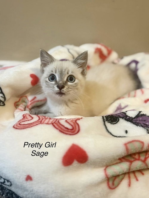 Pretty Girl Kitties : Sage