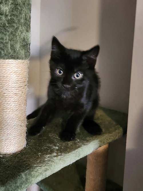 Newport Cats : Cosmo