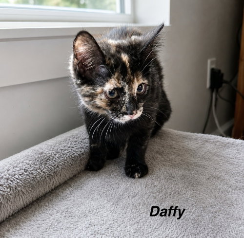 Newport Cats : Daffy