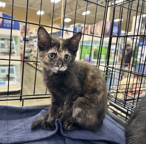 Newport Cats : Daffy, Baby Domestic Short Hair (short coat), cat for adoption in Hamilton, Ohio
