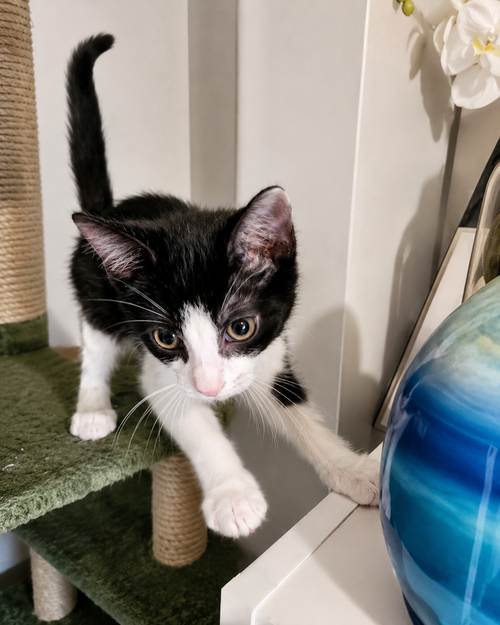 Newport Cats : Ollie