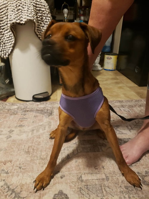 Miss Rosie photo 2