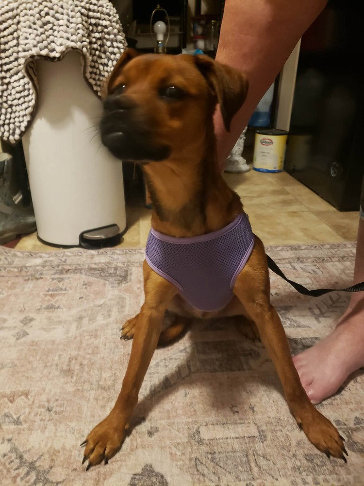 Miss Rosie