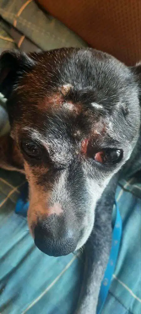 Beuhla Girl - Boxer