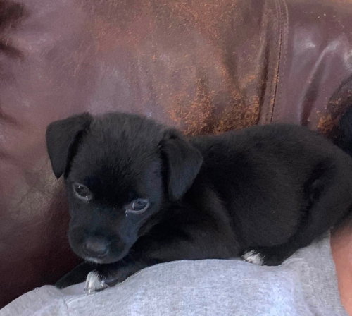 picture of the dog needing adoption