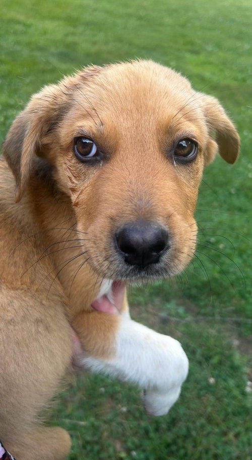 And Paws photo 2