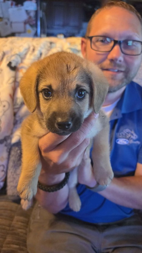 Mowgli, an adoptable Dachshund in Aurora, IN