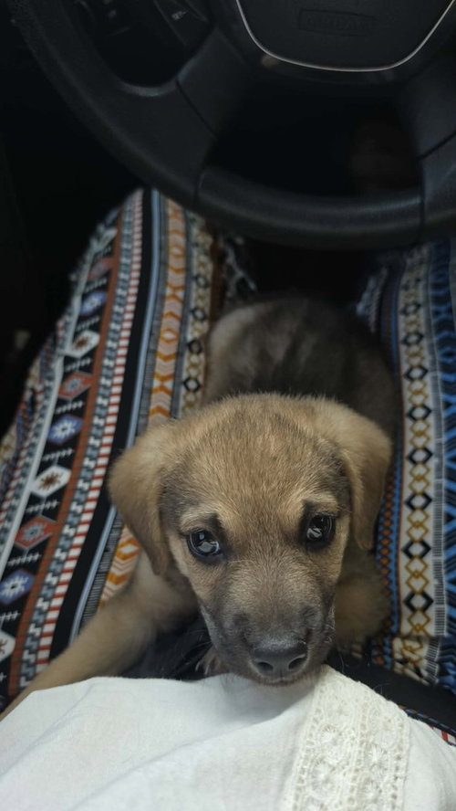 Mowgli photo 3