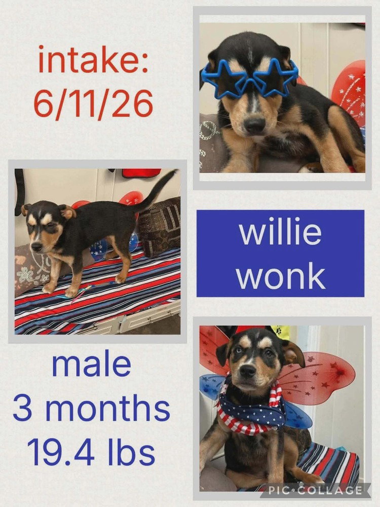 Willie Wonk