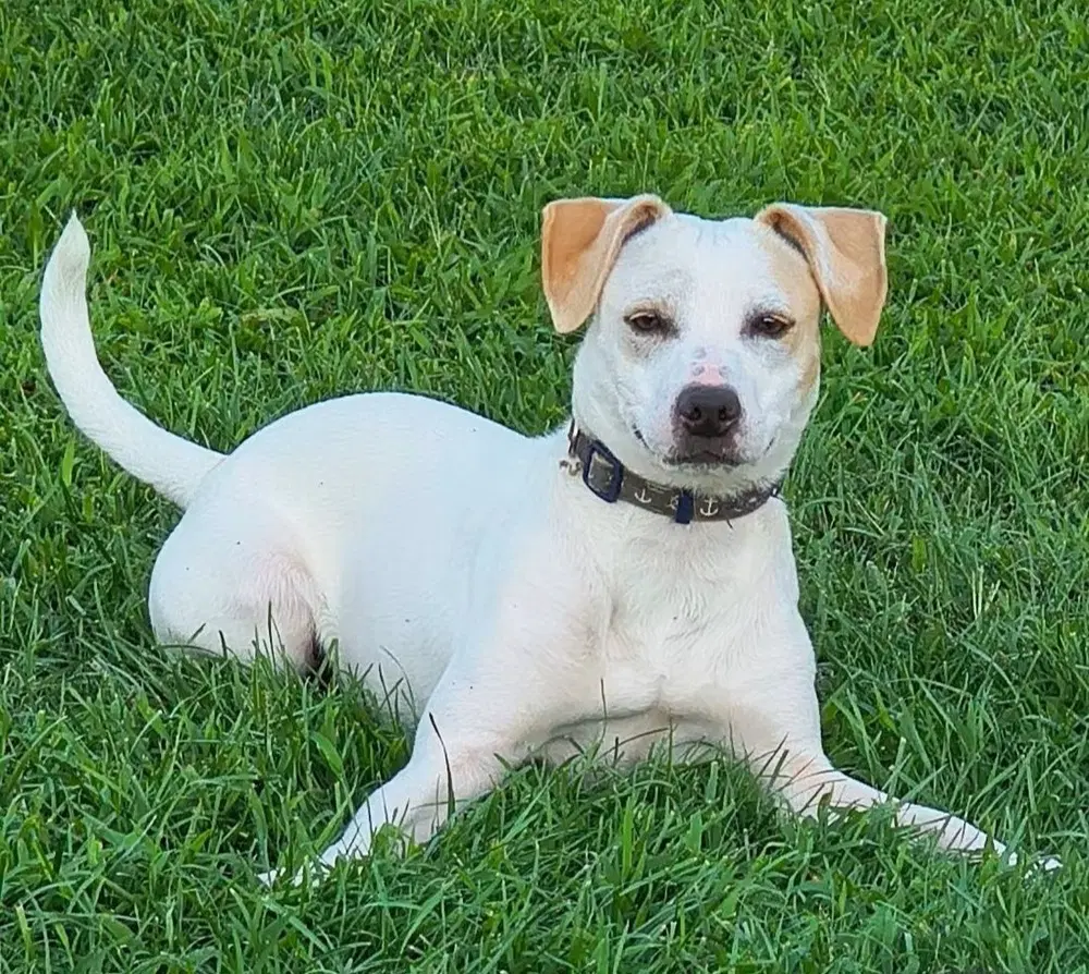 Dela - Labrador Retriever