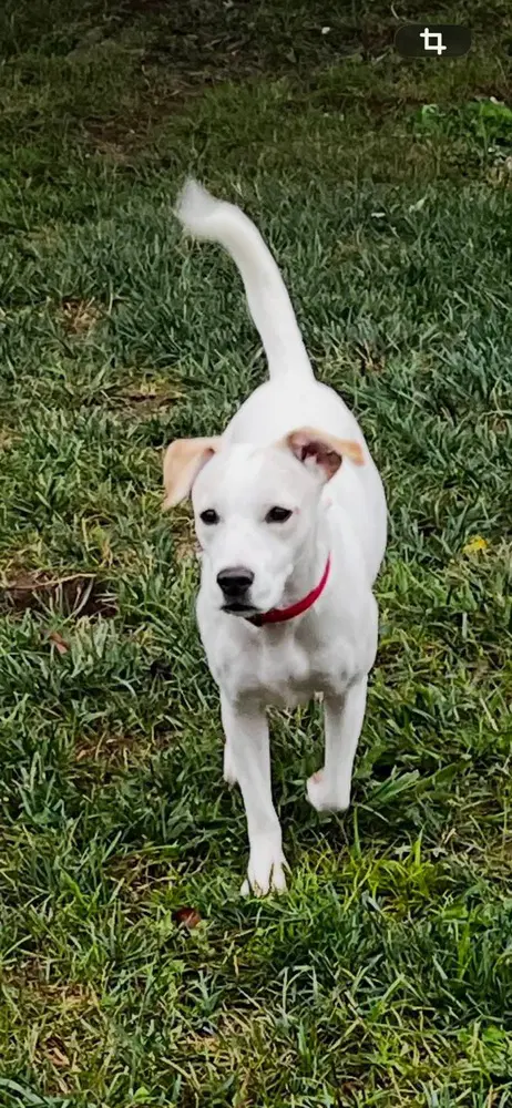 Miss Piggy - Jack Russell Terrier
