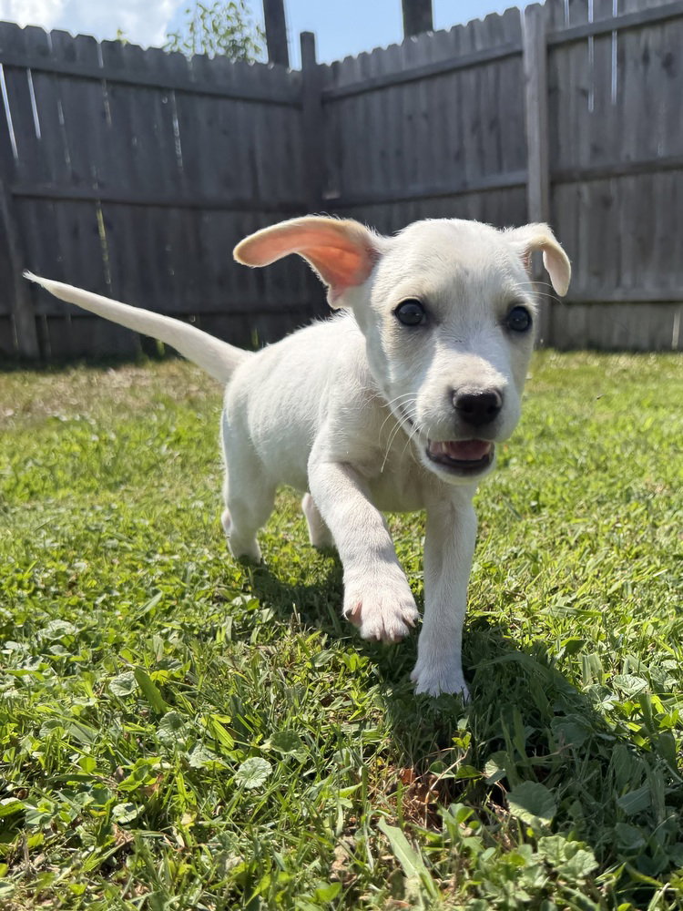 Delaware : Elsmere