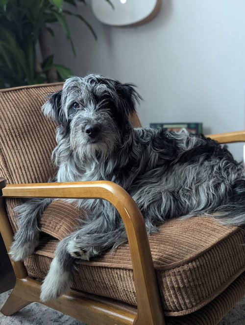 Autumn : Muffin (Murphy)