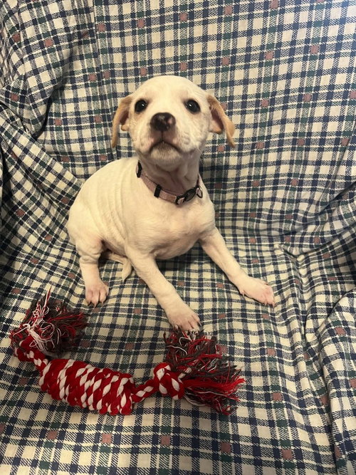 picture of the dog needing adoption