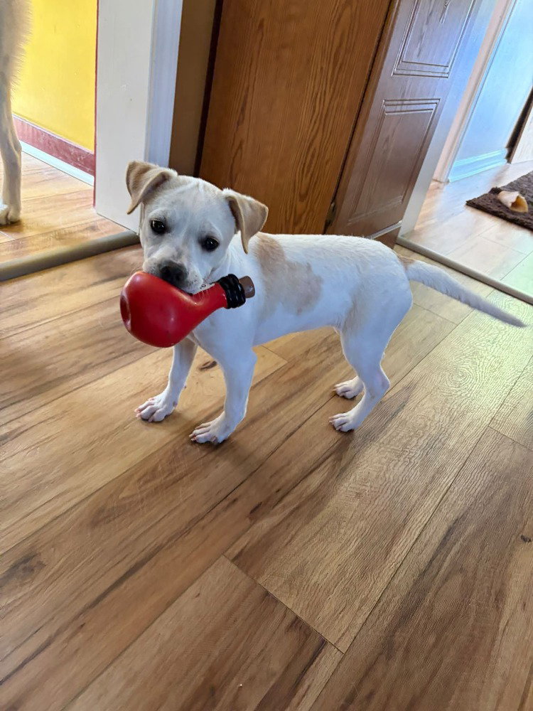Piggy Pups : Priscilla Pigsley