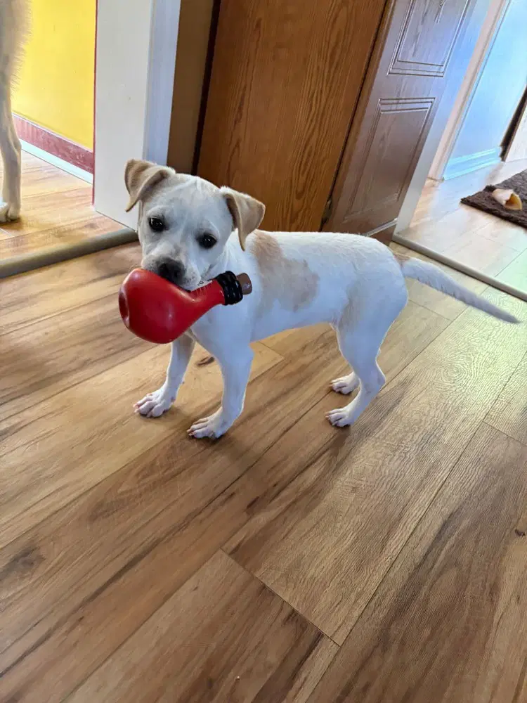 Piggy Pups  Priscilla Pigsley - Jack Russell Terrier