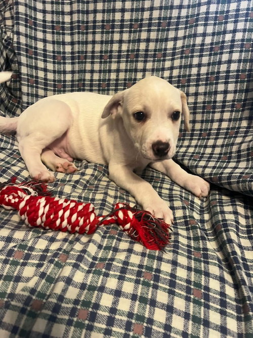 picture of the dog needing adoption