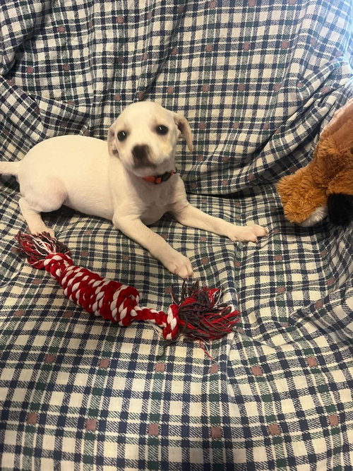 picture of the dog needing adoption