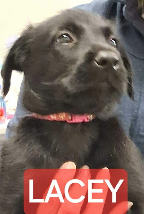Police Squad : Lacey, an adoptable Giant Schnauzer in Aurora, IN