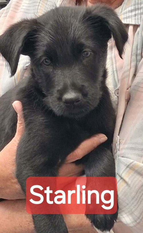 Police Squad : Starling, an adoptable Giant Schnauzer in Aurora, IN