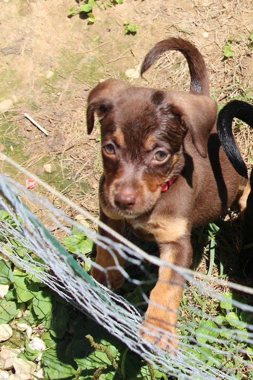 Mothers Craving : Cupcake, an adoptable Dachshund in Aurora, IN