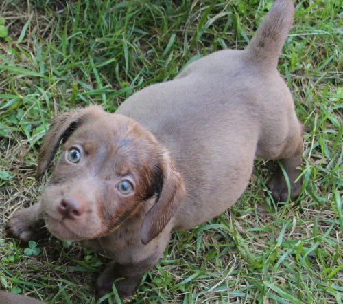 Mothers Craving : Custard, an adoptable Dachshund in Aurora, IN
