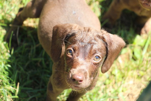 Mothers Craving : Sorbet, an adoptable Dachshund in Aurora, IN