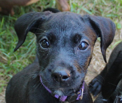 Mothers Craving : Ice Cream, an adoptable Dachshund in Aurora, IN