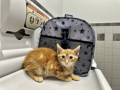 Bobby Kitty