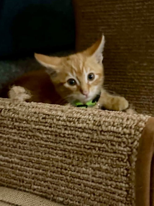 Bobby Kitty photo 2